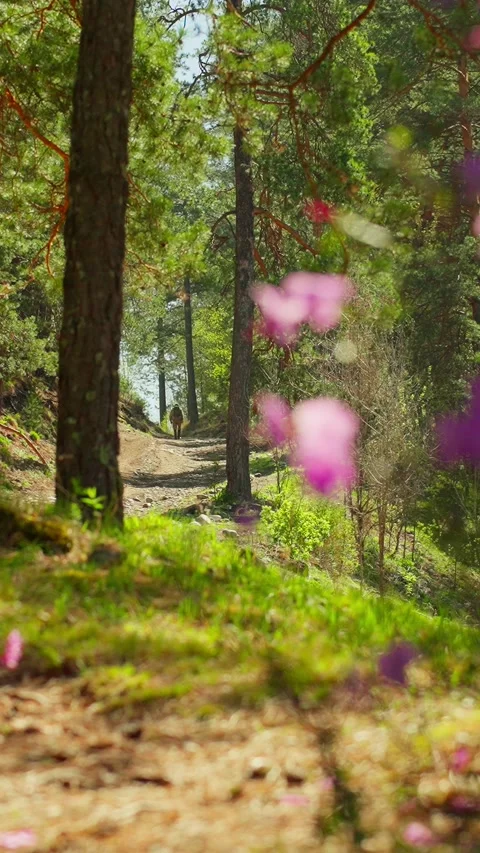 Soft pink petals drift through sunlit pine forest Stock Footage 333902925