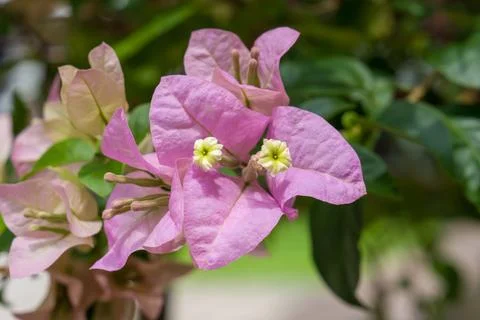Soft pink petals surround tiny yellow centers Stock Photos