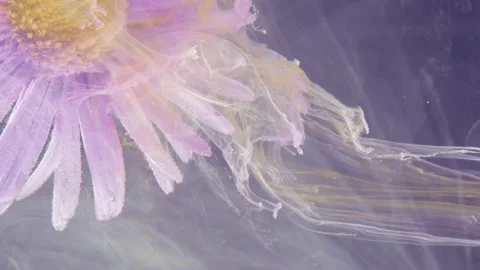 Soft pink petals with translucent flowing strands Stock Footage 335127715