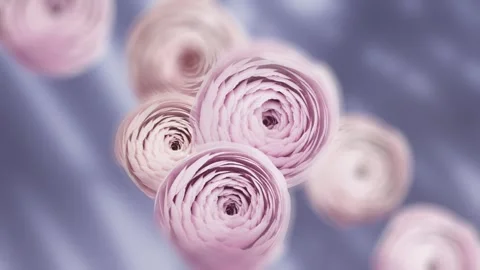 Soft pink ranunculus flowers blooming in slow motion on dreamy pastel backg.. Stock Footage 336086847