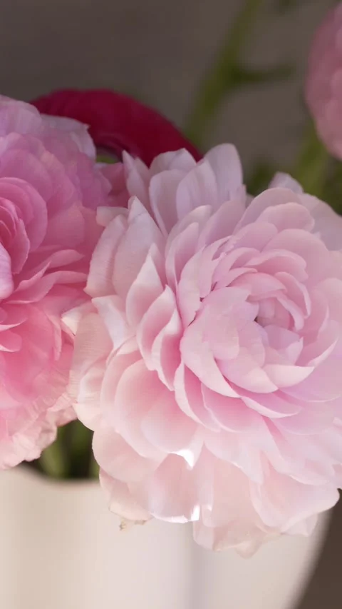 Soft pink ranunculus flowers in ceramic vase with cozy daylight. Elegant spring Vídeos de archivo 335144360