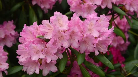 Soft pink rhododendron flowers Видео 335680915