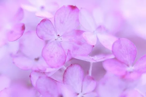 Soft pink romantic background with hydrangea flowers Stock Photos
