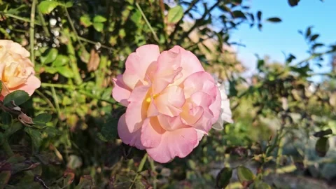 Soft Pink Rose Blooming In Warm Sunlight Stock Footage 341960048
