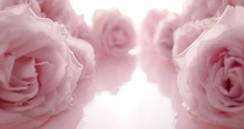 Soft pink rose in clear calm water Stock Footage 172124480