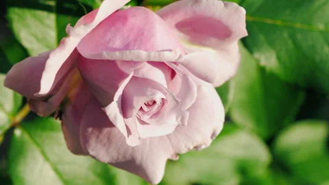 Soft pink rose, close-up Video stock 161175176