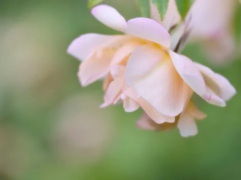 Soft pink rose Stock Photos