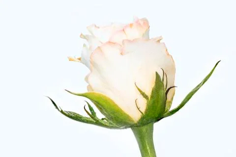 Soft-pink rose 스톡 사진