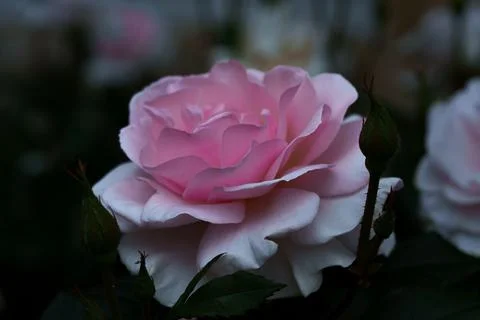 Soft pink rose Stock Photos