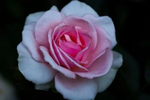Soft pink rose Stock Photos