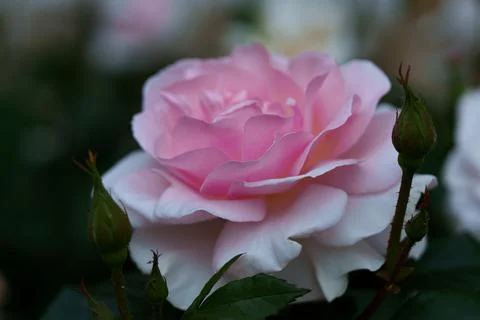Soft pink rose Stock Photos