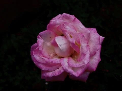 Soft Pink Rose Stock Photos