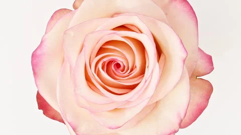Soft pink rose rotating on white background. Macro shot. Bud closeup. Blooming Stock Footage 265902677