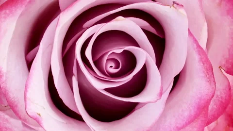 Soft pink rose rotating on white background. Macro shot. Bud closeup. Blooming Stock-Footage 265905533