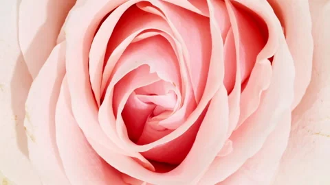 Soft pink rose rotating on white background. Macro shot. Bud closeup. Blooming Vídeo Stock 274637952
