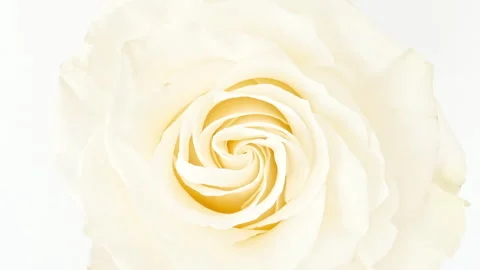 Soft pink rose rotating on white background. Macro shot. Bud closeup. Blooming Stock-Footage 275957443