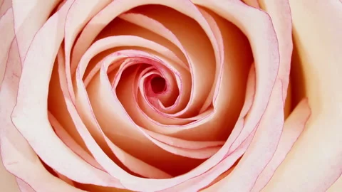 Soft pink rose rotating on white background. Macro shot. Bud closeup. Blooming 動画素材 276532745