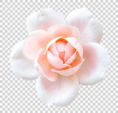 Soft pink roses on a isolate white background with clipping path or cutout. Stock Illustration