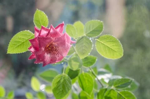 Soft pink roses with with leaves under light rain. 写真素材