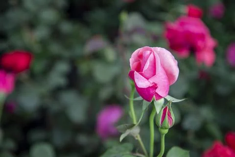 Soft Pink Ruffled Double Rose Flower Close Up In Garden Stock Photos