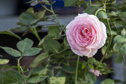 Soft Pink Ruffled Double Rose Flower Close Up In Garden Stock Photos