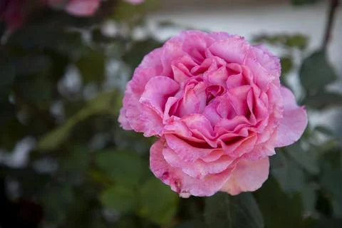 Soft Pink Ruffled Double Rose Flower Close Up In Garden Stock Photos