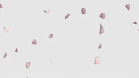 Soft Pink Sakura Flowers Dropping Transparent Overlay Stock Footage 340939438