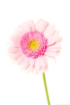 Soft pink single stem gerbera isolated on a white background Stockfoto's