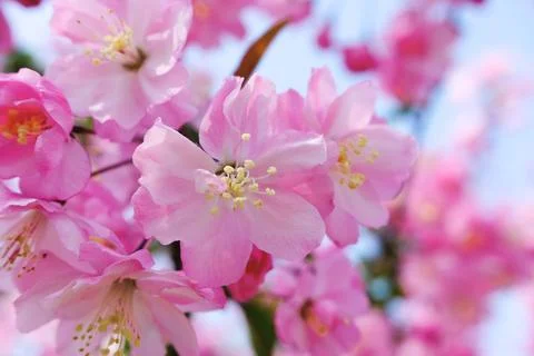 Soft pink spring blossoms on tree branch Stock Photos