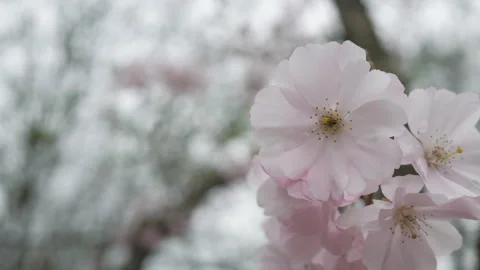 Soft pink spring flowers. Spring time. Beautiful nature. Stock Footage 268722763