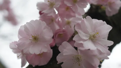 Soft pink spring flowers. Spring time. Beautiful nature. Stock Footage 269004796