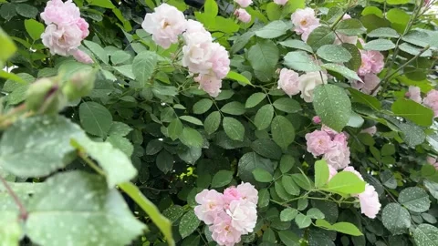 Soft Pink Spring Flowers Swaying in Breeze 库存影片 334358256