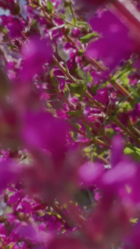 Soft pink summer flowers Video stock 325507511