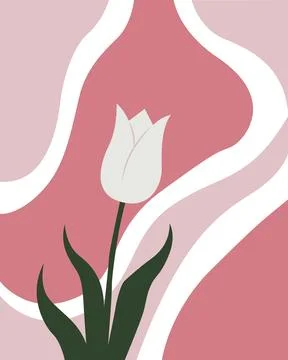 Soft pink swirls frame a delicate white tulip 库存插图