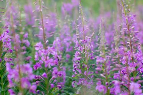 Soft pink thickets of Ivan tea at the beginning of flowering on a background of Stock Photos