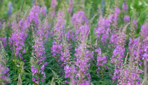 Soft pink thickets of Ivan tea at the beginning of flowering on a background of Stock Photos