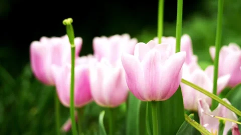 Soft pink tulips blooming elegantly in a gentle garden setting Stock Footage 332600244