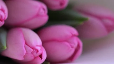 Soft pink tulips in a bouquet, macro detail of delicate petals in warm light. Stock Footage 307625871