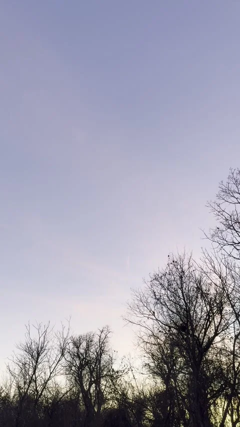 Soft Pink Twilight Sky Above Bare Tree Line Видео 344717017