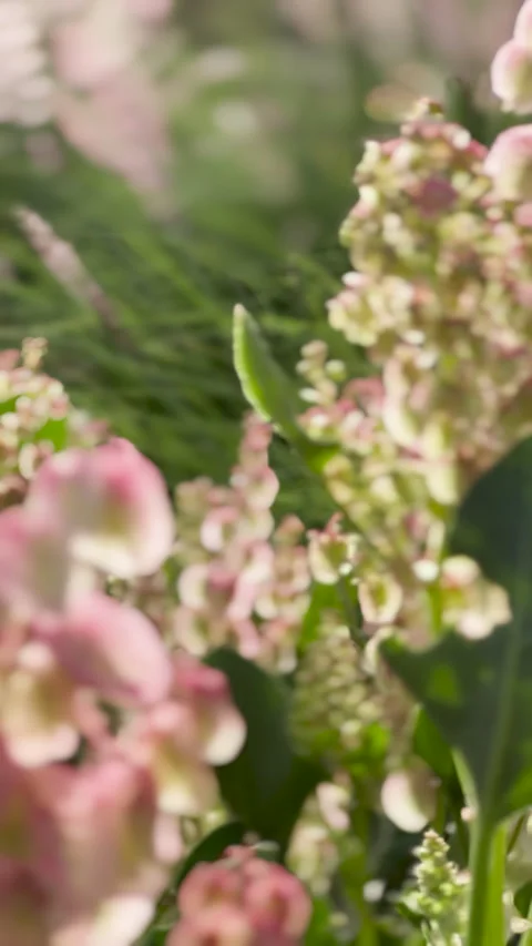 Soft Pink Wildflowers Swaying in a Sunlit Meadow Vídeo Stock 338011253