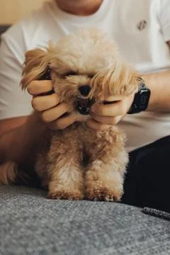Soft poodle rests in human hands Foto stock