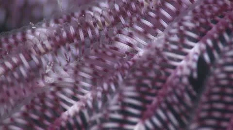 Soft Purple Coral Stock Footage 12223274
