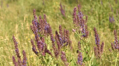 Soft Purple Flowers With Bee 库存影片 53232777