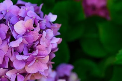 Soft purple hydrangea blooms fill the frame Stock Photos