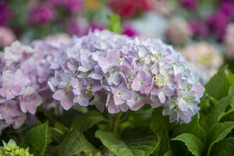 Soft purple hydrangea flower clusters Stock Photos