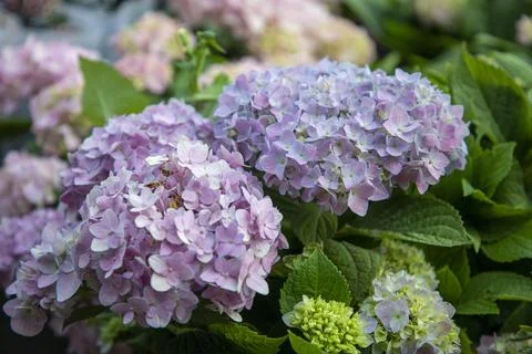 Soft purple hydrangea flower clusters Stock Photos