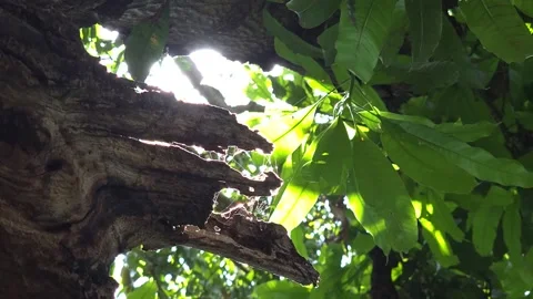 Soft rack focus transition blurring from a weathered mango tree trunk and vibran Video stock 337222127