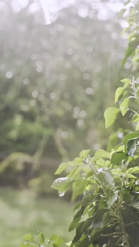 Soft Rain Falling on Green Leaves Stock-Footage 338148393