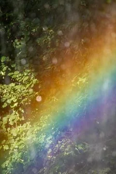 Soft rainbow spectrum refracting through water droplets on linden tree foliag Stock Photos