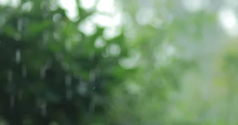 Soft rainfall falling against a blurred green nature background. Calm, fres.. Stock Footage 341557676